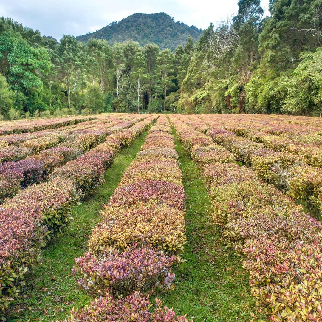 Horopito plantation in Golden Bay, New Zealand