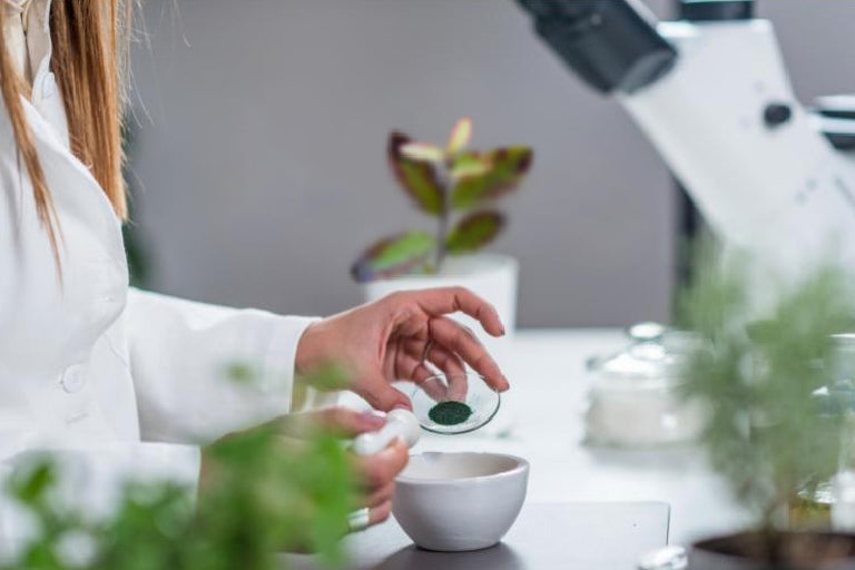 Horopito being tested in a lab in Nelson, New Zealand