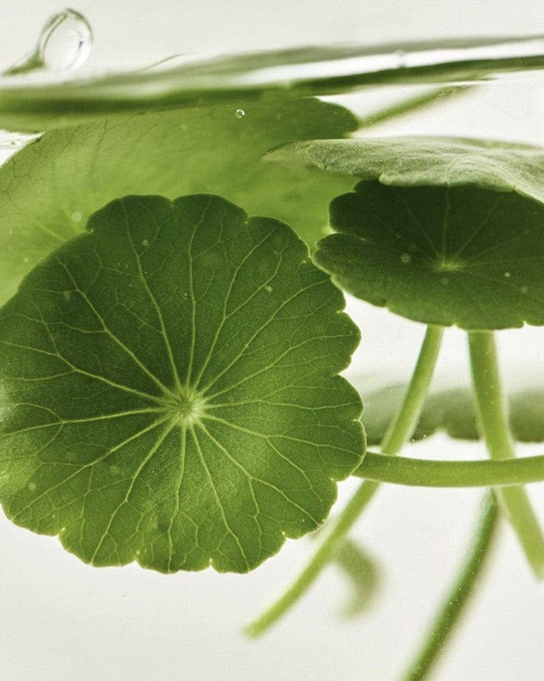 Meet Gotu Kola: The Soothing Botanical Behind Our New Sensitive Care Wash