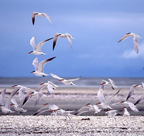 Birds in flight near Golden Bay, New Zealand