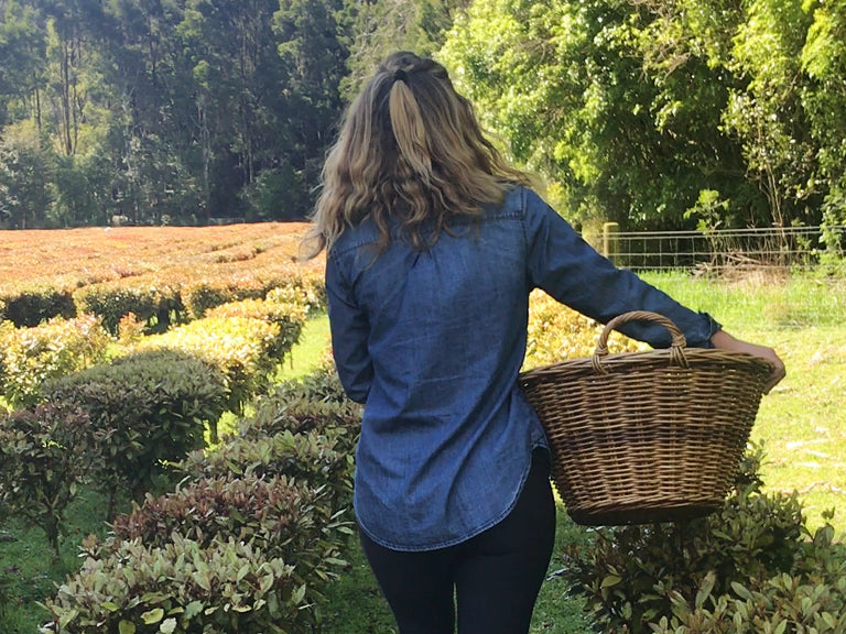 Woman picking horopito from plantation in Golden Bay, New Zealand